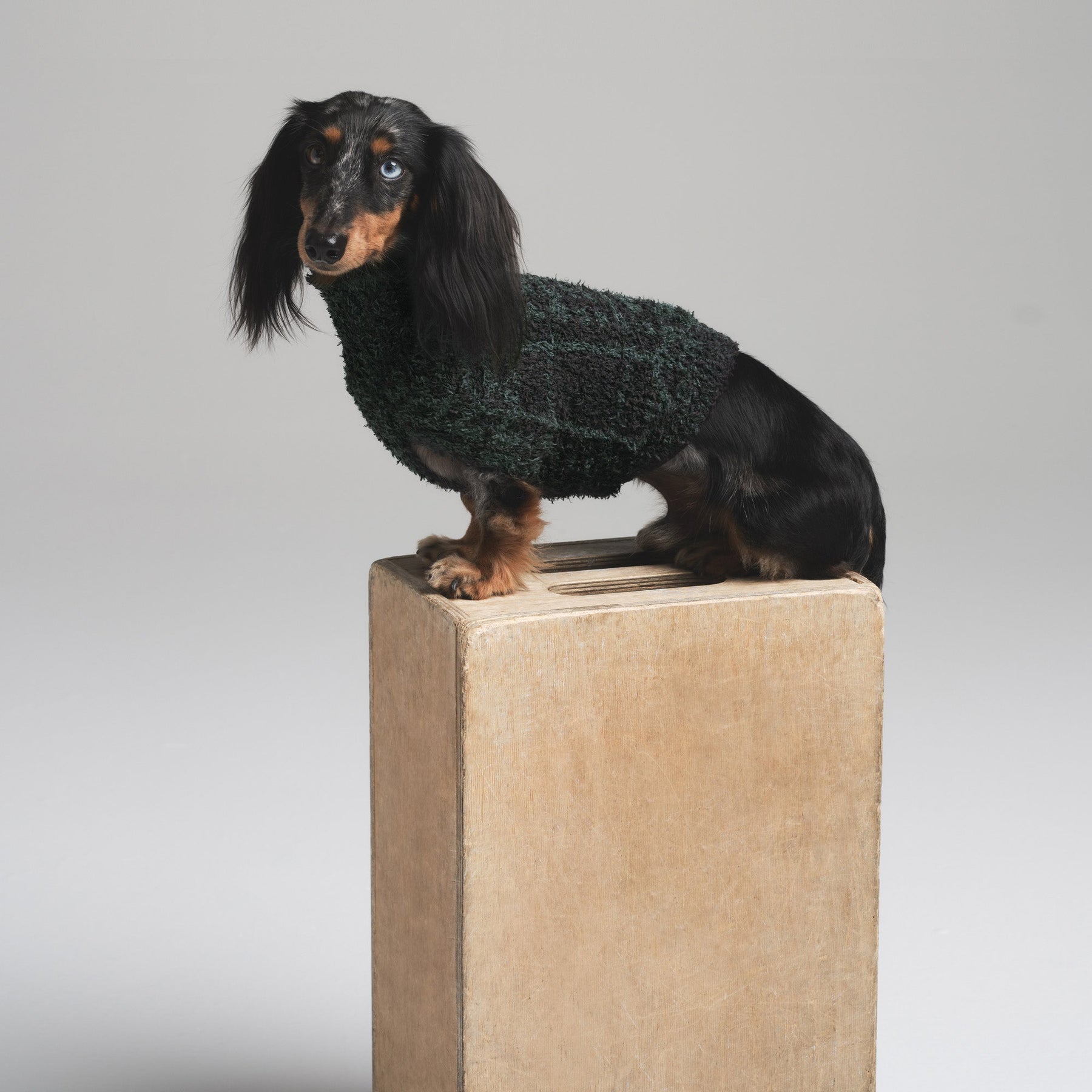 COZY KNIT PET SWEATER | CYPRESS PLAID