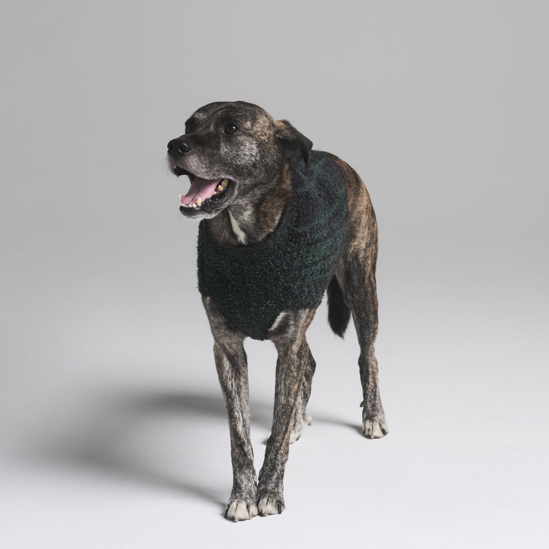 COZY KNIT PET SWEATER | CYPRESS PLAID