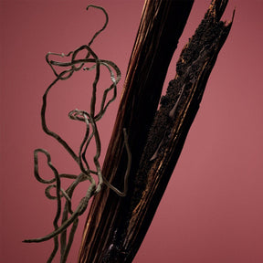 Women's THE SCENT Absolute Intense Fragrance