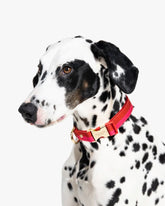 Colorblock Collar