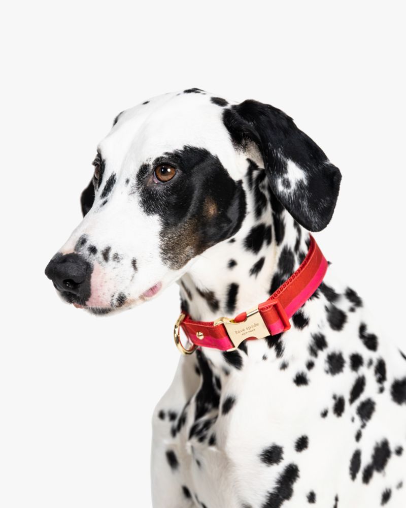 Colorblock Collar