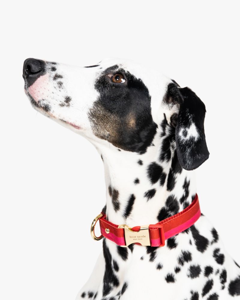 Colorblock Collar