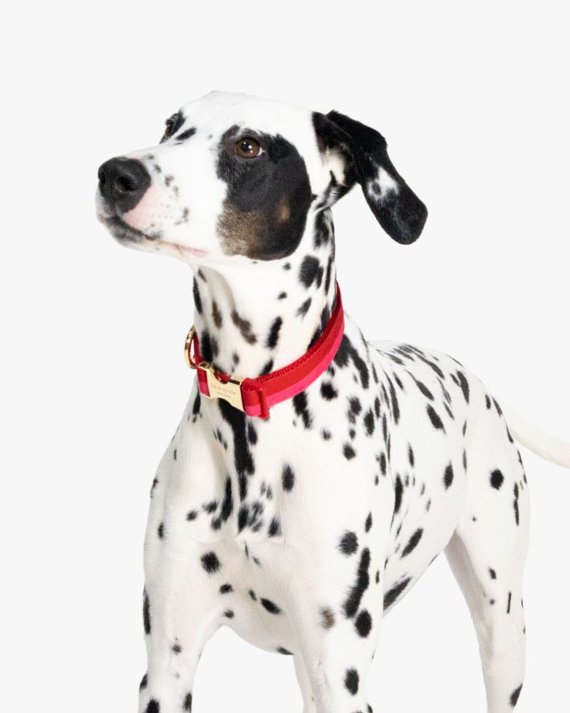 Colorblock Collar