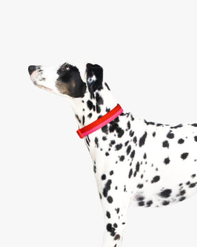 Colorblock Collar