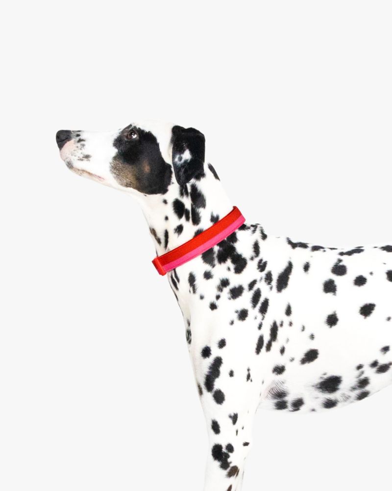 Colorblock Collar