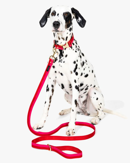 Colorblock Leash