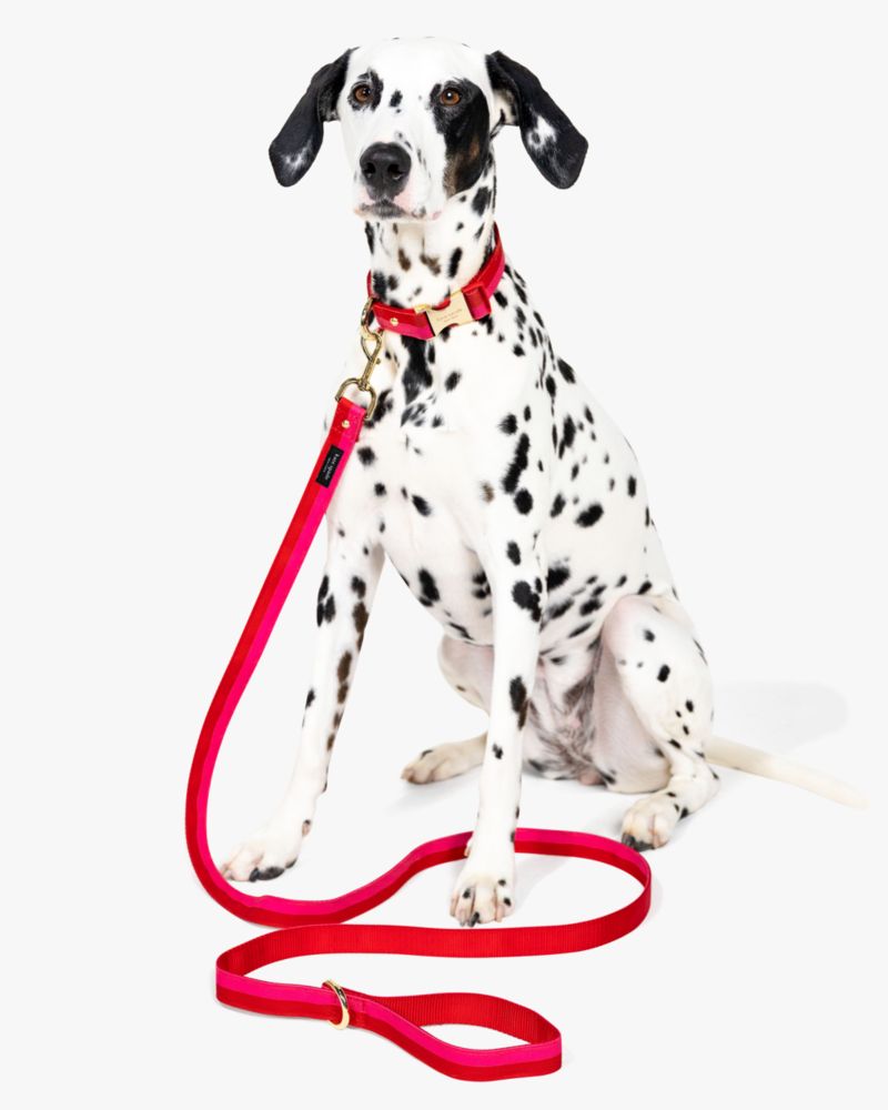 Colorblock Leash