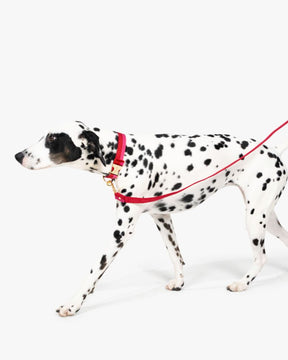 Colorblock Leash