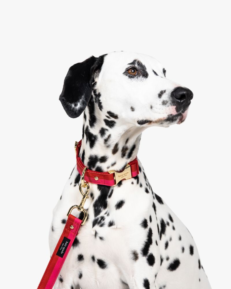 Colorblock Leash