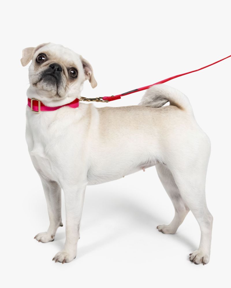 Colorblock Leash S/m