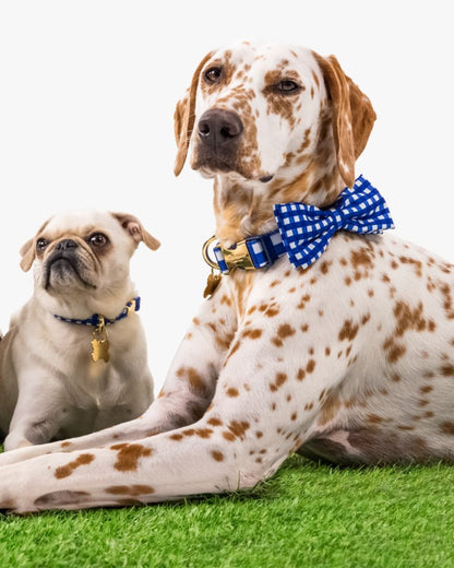Navy Gingham Collar XS