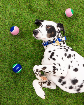 Tennis Ball Set