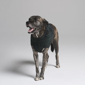 COZY KNIT PET SWEATER | CYPRESS PLAID