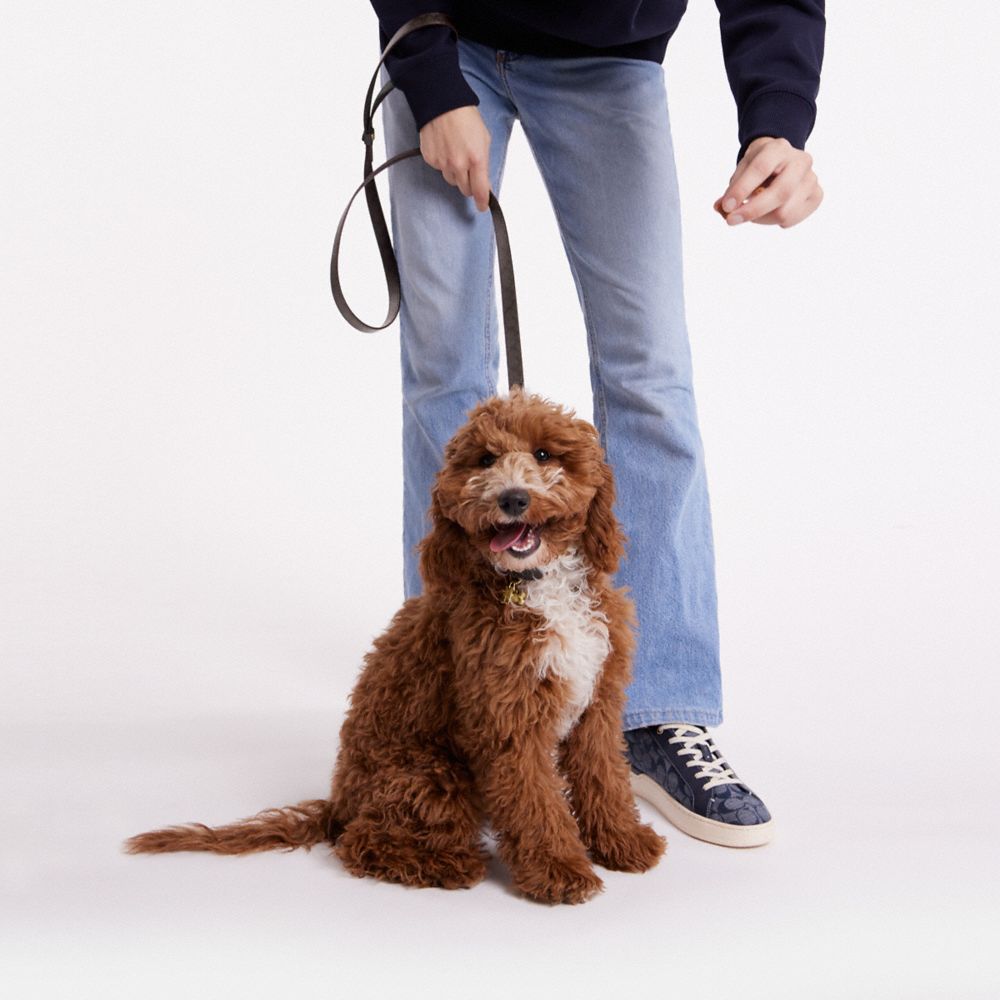 Boxed Small Pet Leash In Signature Canvas