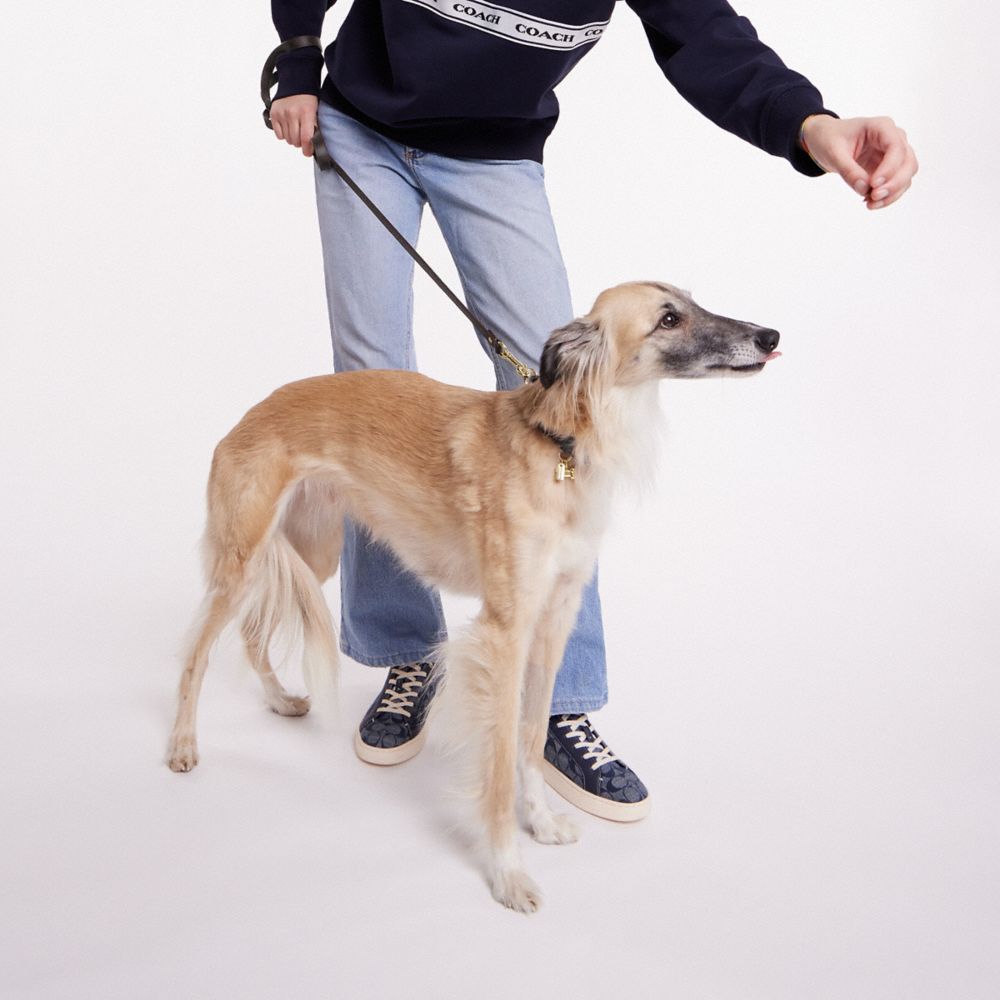 Boxed Small Pet Leash In Signature Canvas